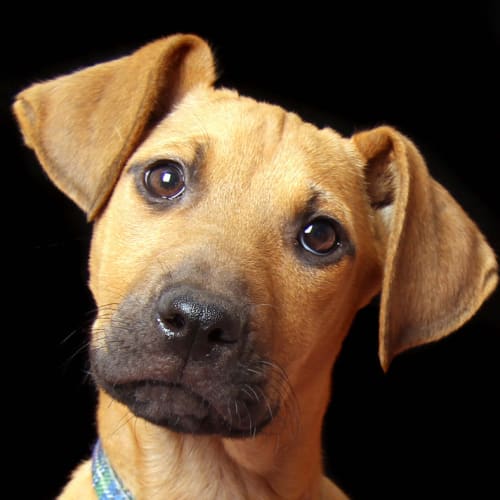 Tatum (On Trial 22/11/14)~ Ridgeback x puppy