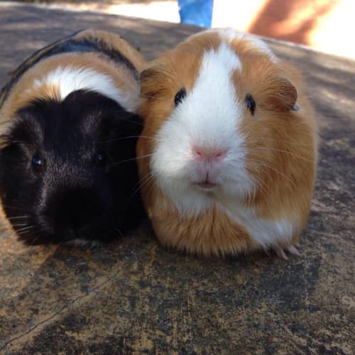 Amelia and Polly
