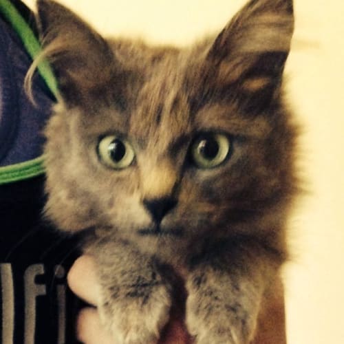 Grey Cat (Squawks Pet Store)