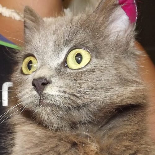 Grey cat (Squawks Pet Store)