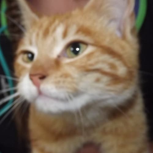 Ginger and white Kitten 