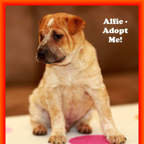 Alfie ~ Adopted 18/11/14