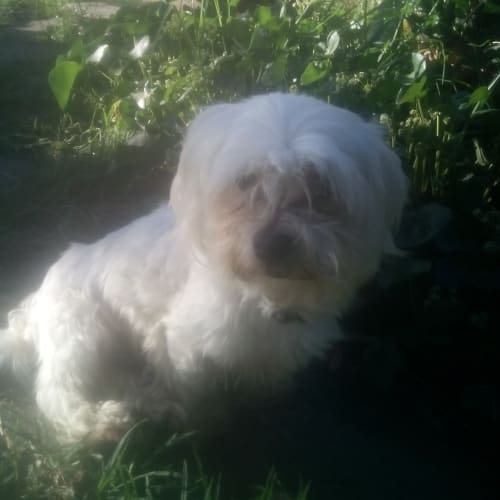 Cooper