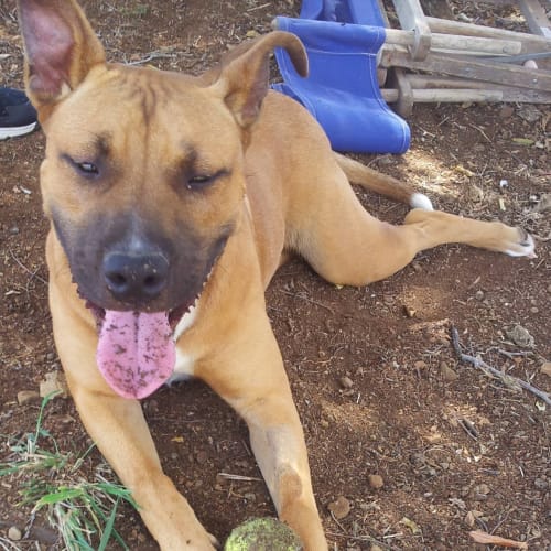 Nitro (adoption pending)