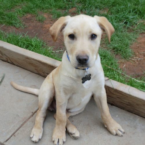 Ryder *On Trial in His New Home*
