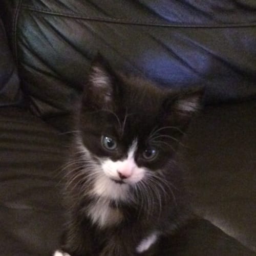 Soxie (Pre-adoption)