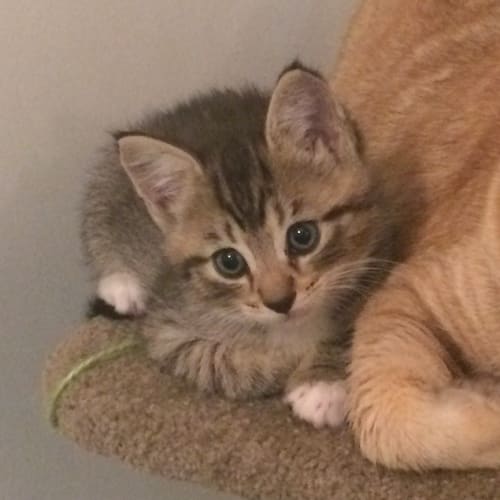 Foxie (Pre - adoption)