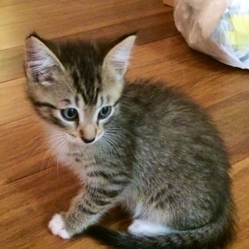 Knoxie (Pre- adoption)