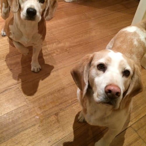 Winston and Porthos