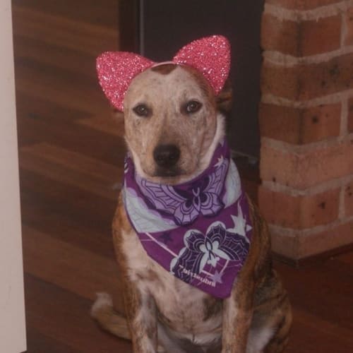 Heidi