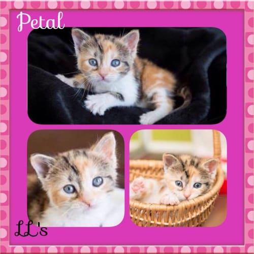 Petal