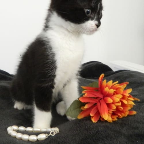 "Cleo" - Purrfect Match