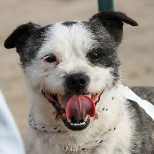 Bart - oozes character