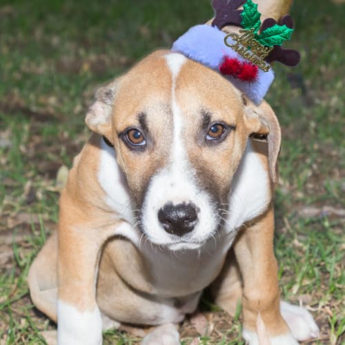 Puppy Rain (On trial 23/11/14)~ Ridgeback x 