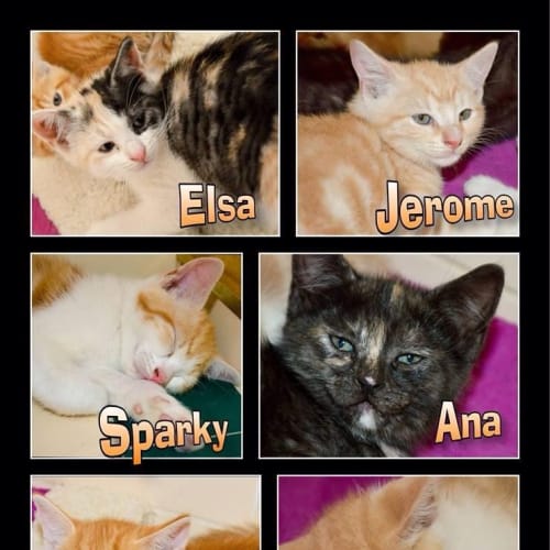 Ana Kitten Kapers Rescue