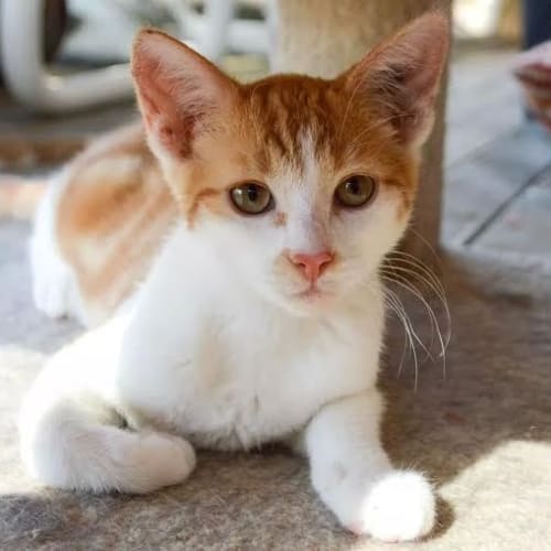 Sawyer  Kitten Kapers Rescue