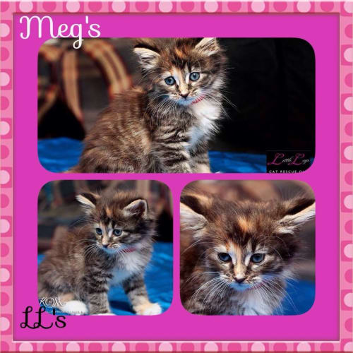 Meg's 