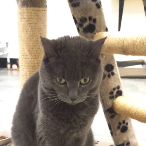 No photo for Smokey