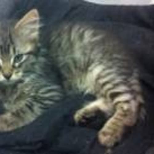 Jinx (Pre- Adoption)