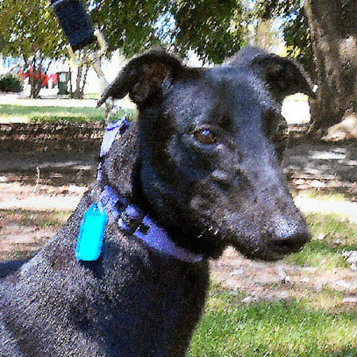 Ebony - checking out my new home