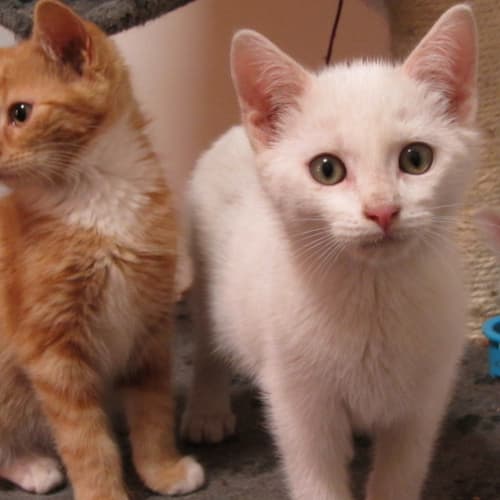 Sonic N.O.W only $100 to adopt!