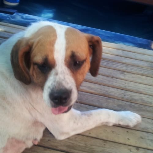 Memphis - The Perfect Pooch