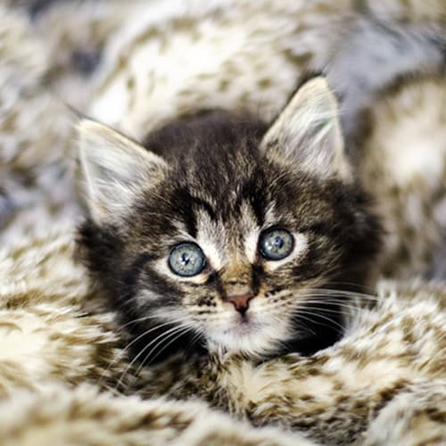 Falcon (available mid-late November)