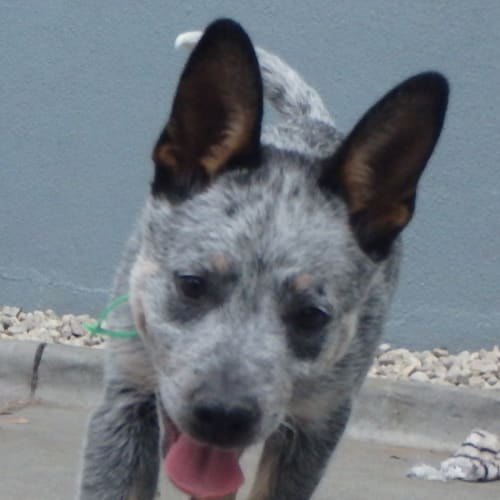 Noojee