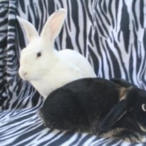 Abigail and Jasper
