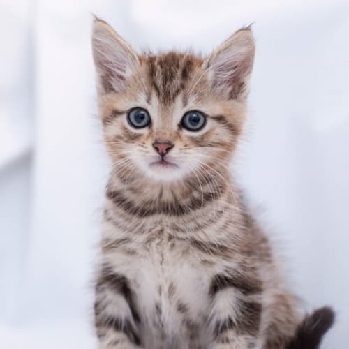 "Fonzie"....Purrfect Match