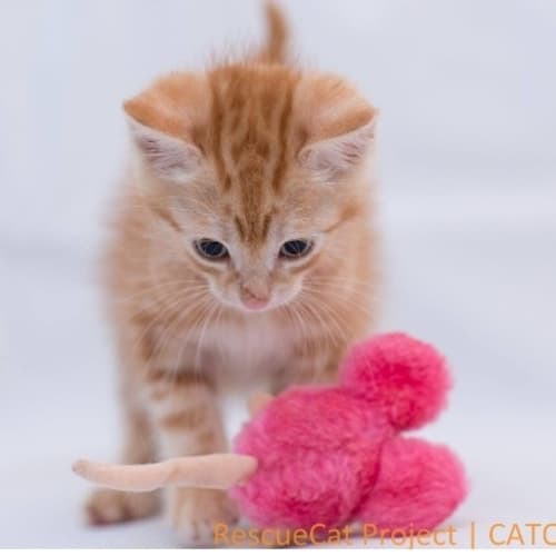 "Ralph" ....Purrfect Match