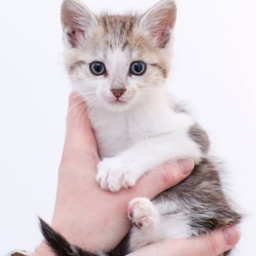 "Lenny" - Purrfect Match