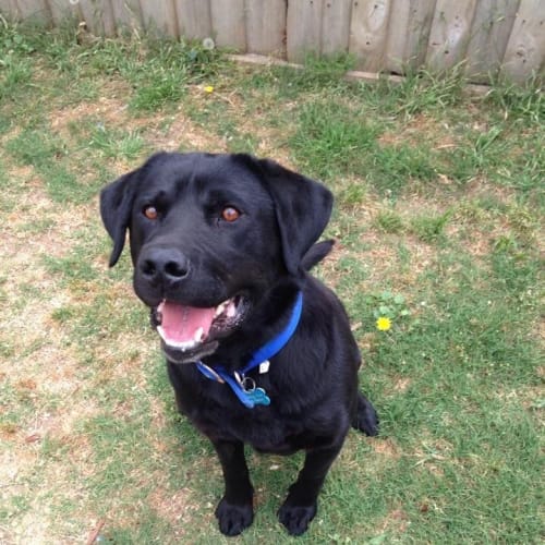 Buddy the Black Lab x