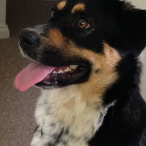 Brighton Claws n Paws Rescue
