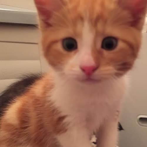 Peppa  Kitten Kapers Rescue
