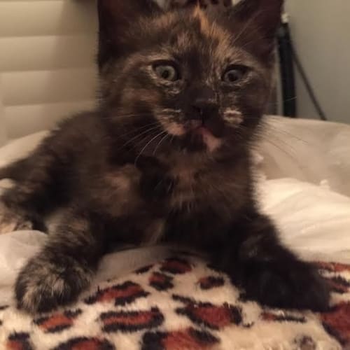 Spice   Kitten Kapers Rescue