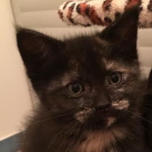 Twinkle    Kitten Kapers Rescue