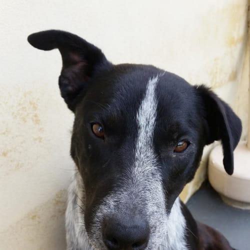 Ziggy ~ On Trial 16/1/2015