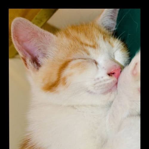 Sparky    Kitten Kapers Rescue