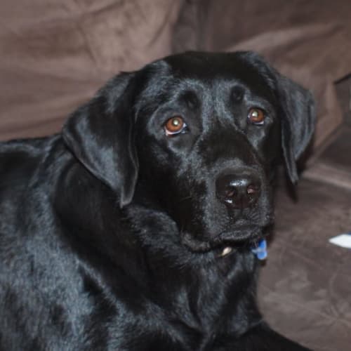 Tilly (On Trial 18/11/14)