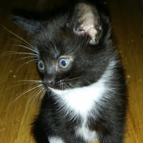 Apollo (Available early December)