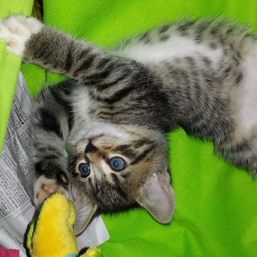 Ares (Available early December)