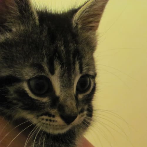 Enid (Available End Of November)