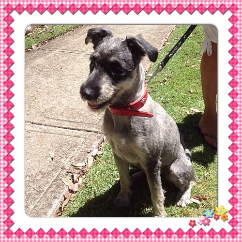 Mitzi ** A Dear Sweet Girl **