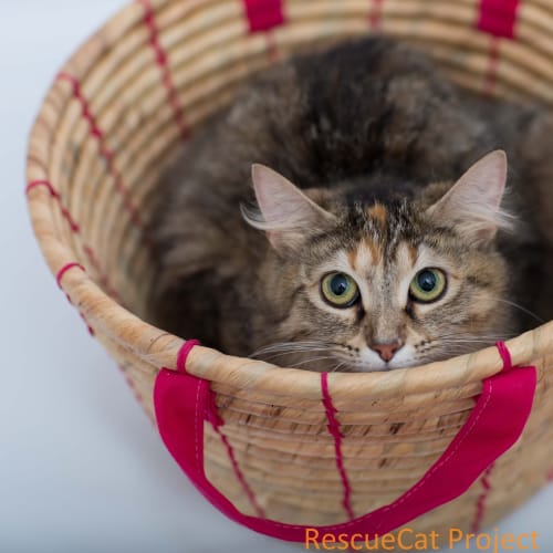 "Sienna" - Purrfect Match
