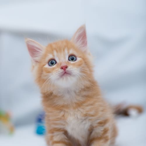 "Samson" - Purrfect Match
