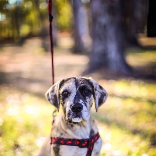 No photo for Rocco ** A Stunning Pup **