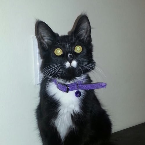 Sooty