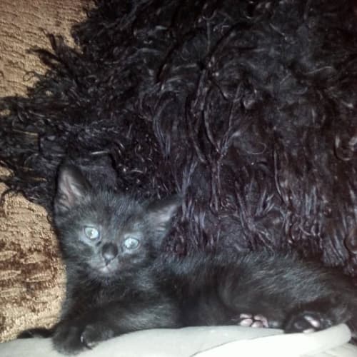 Albert ** Adoption Pending**