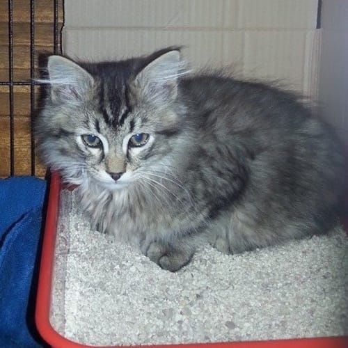 Chalk  ** Adoption Day**